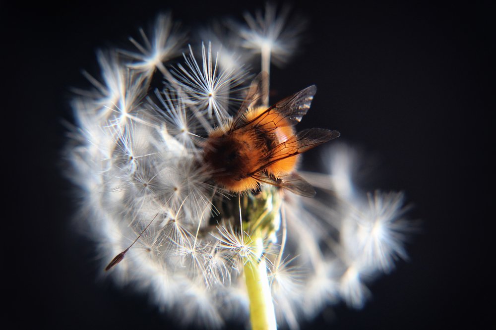 Photograph by Анна Михеева