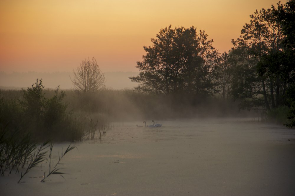 лебеди на водоёме