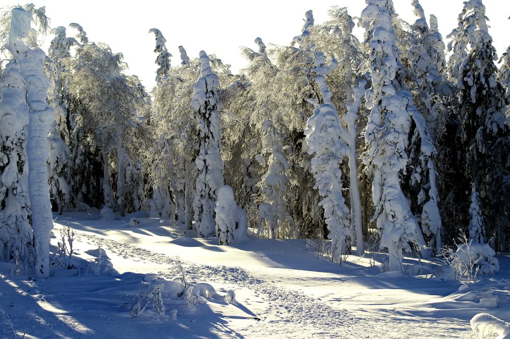 Photograph by Николай Диордиев