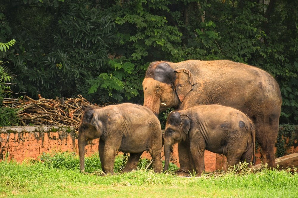 Фотография автора ABHISHEK SHAH