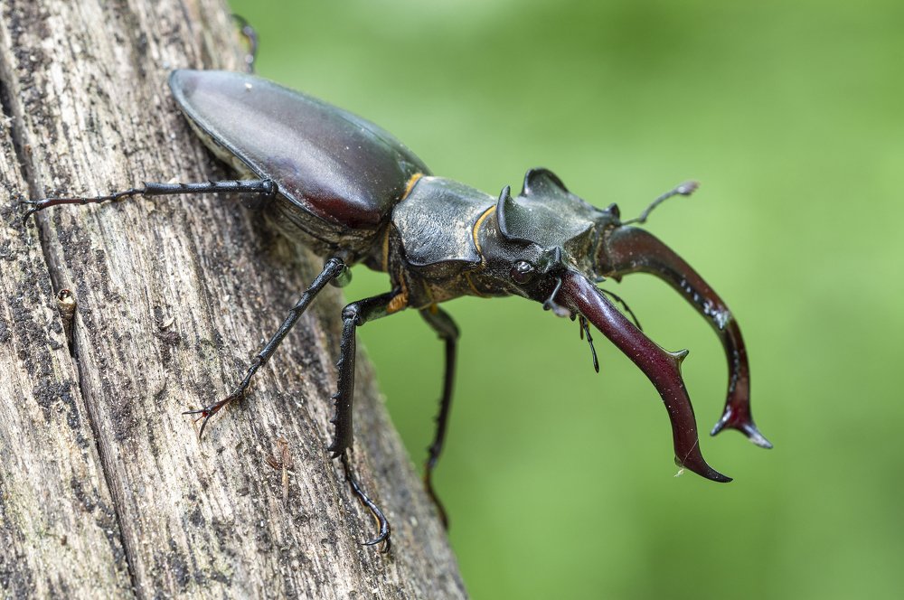 Photograph by Юрій Стороженко