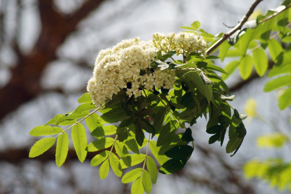 рябина цветет
