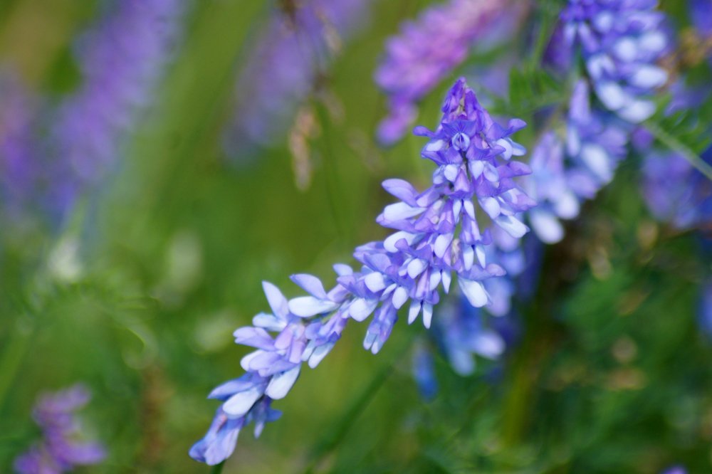 мышиный горошек