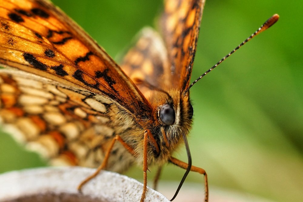 Photograph by Ирина