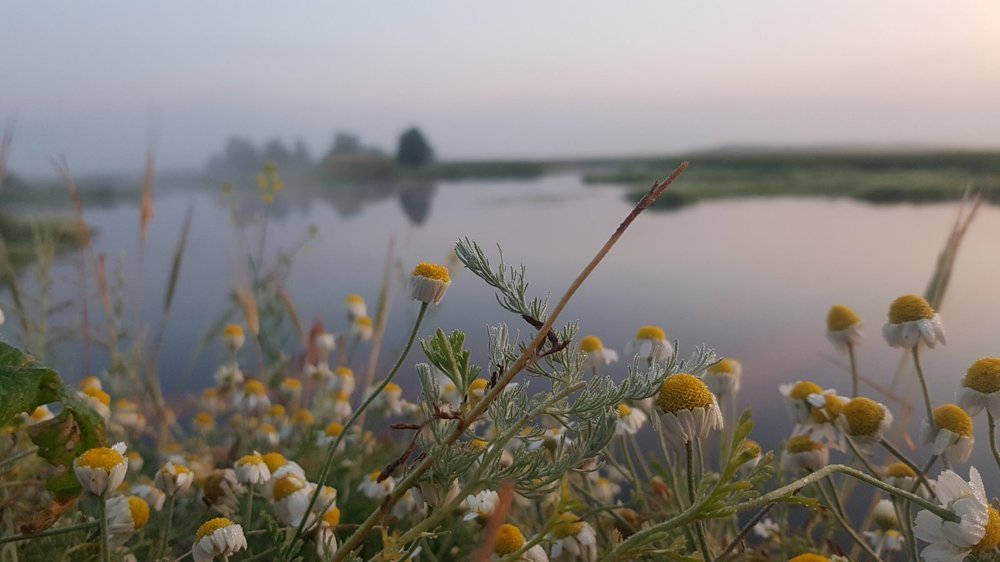 Лето на хуторе, близ Дыканьки.