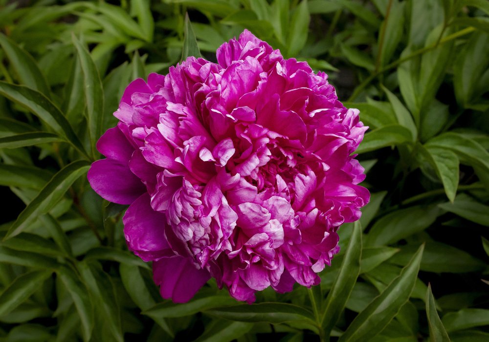 Photograph by Попел Ирина