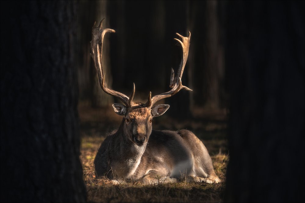 Глаза в глаза