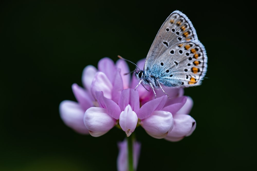 Photograph by Bahir DIBEKOGLU