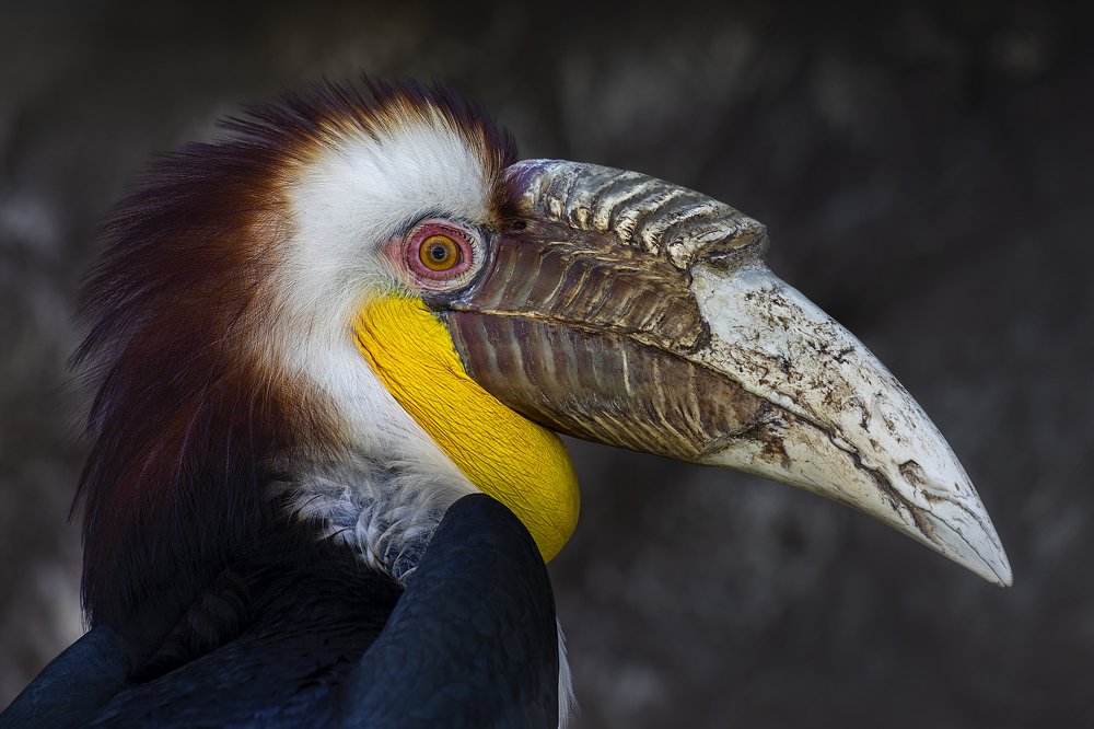 Птица - Носорог