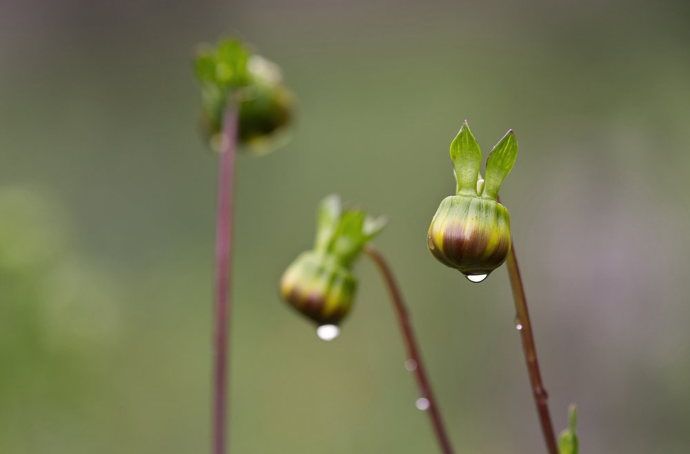 Photograph by jorge luis Dal Bianco