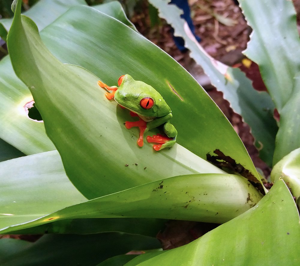 Rana Verde de Ojos Rojos.