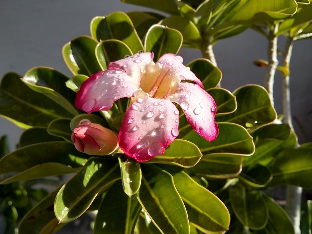 Flor del desierto