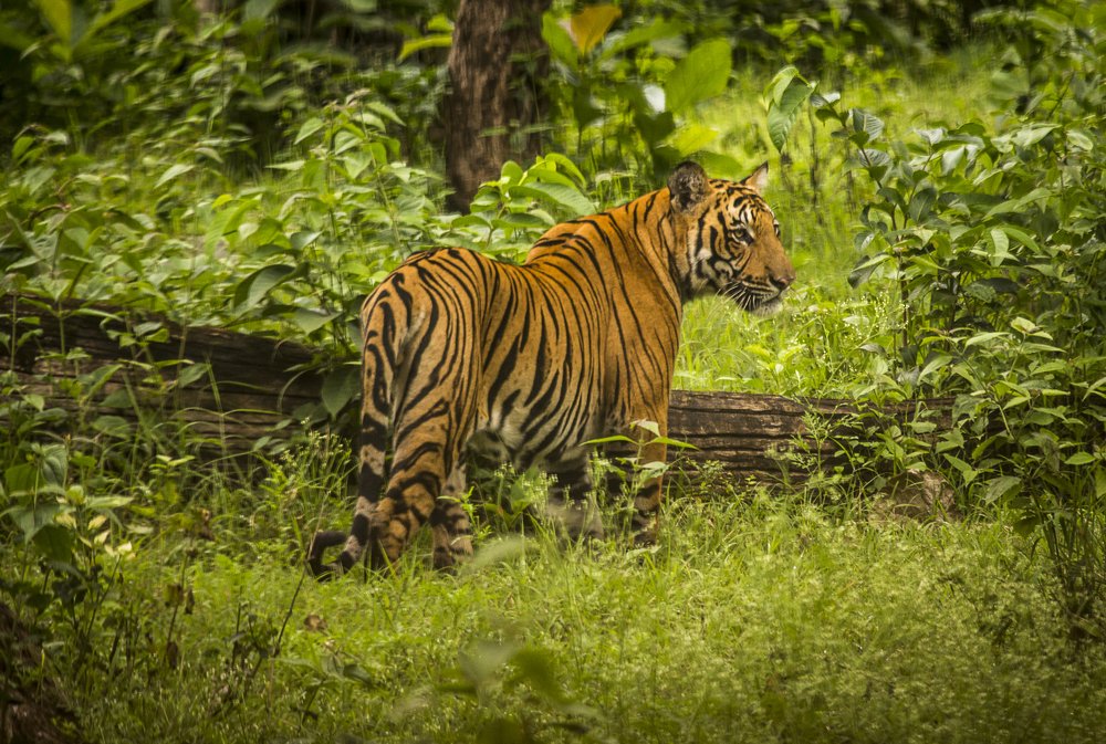 Photograph by Prasad Pavan