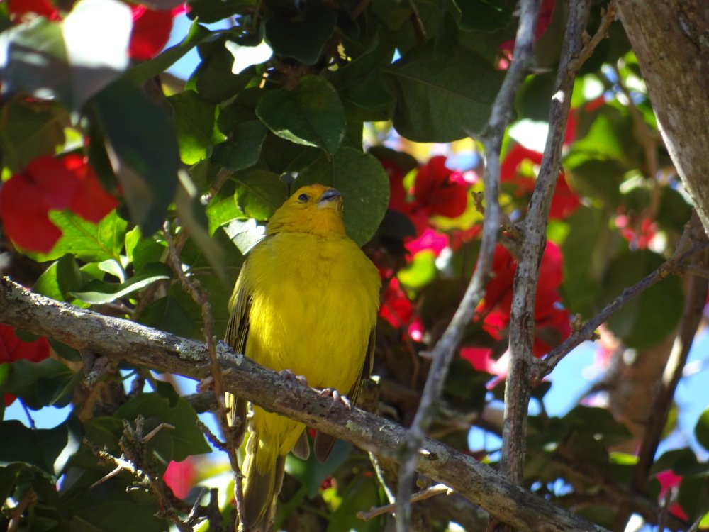 Brazilian bird