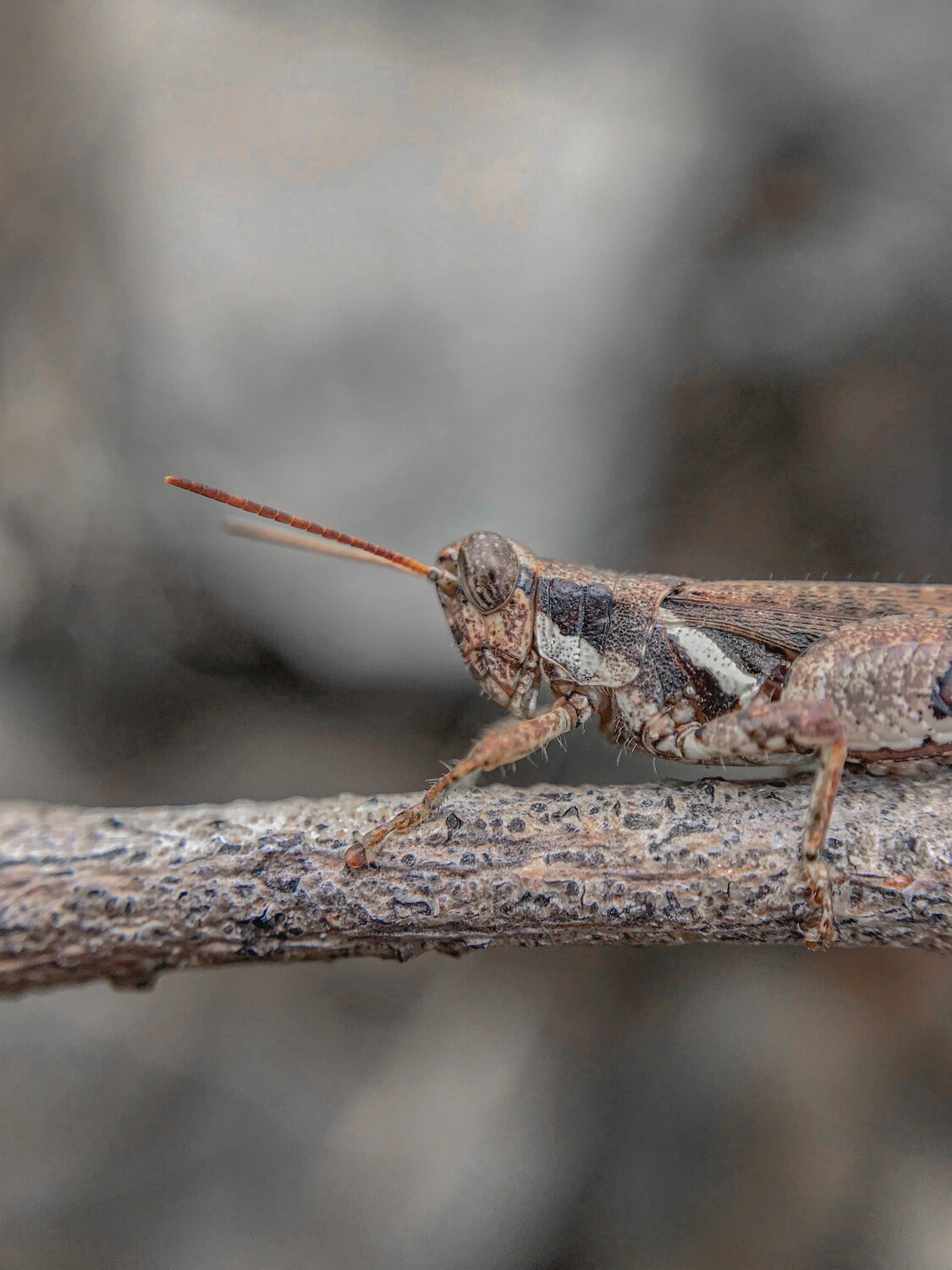 Photo #4700645