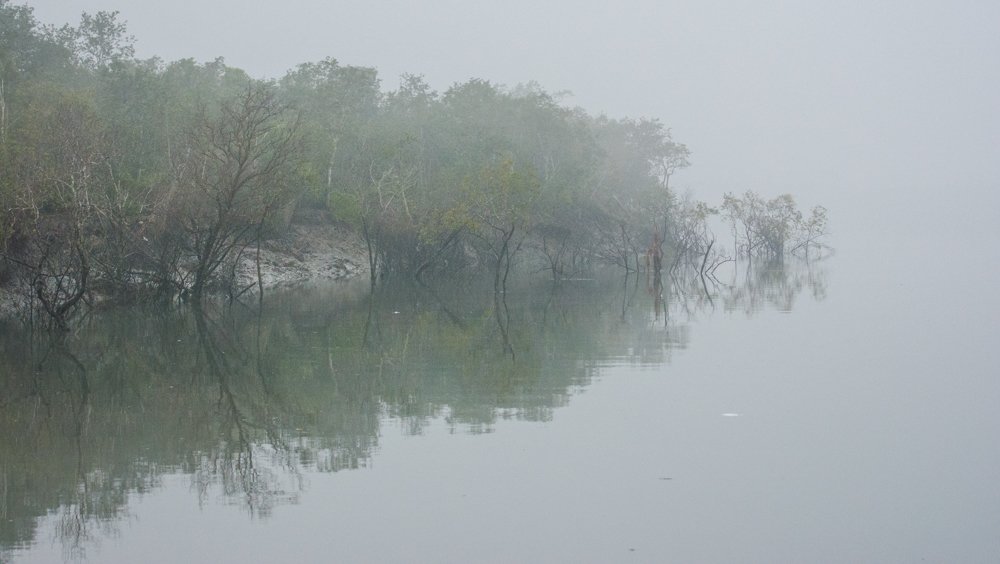 Fog of Sundarban