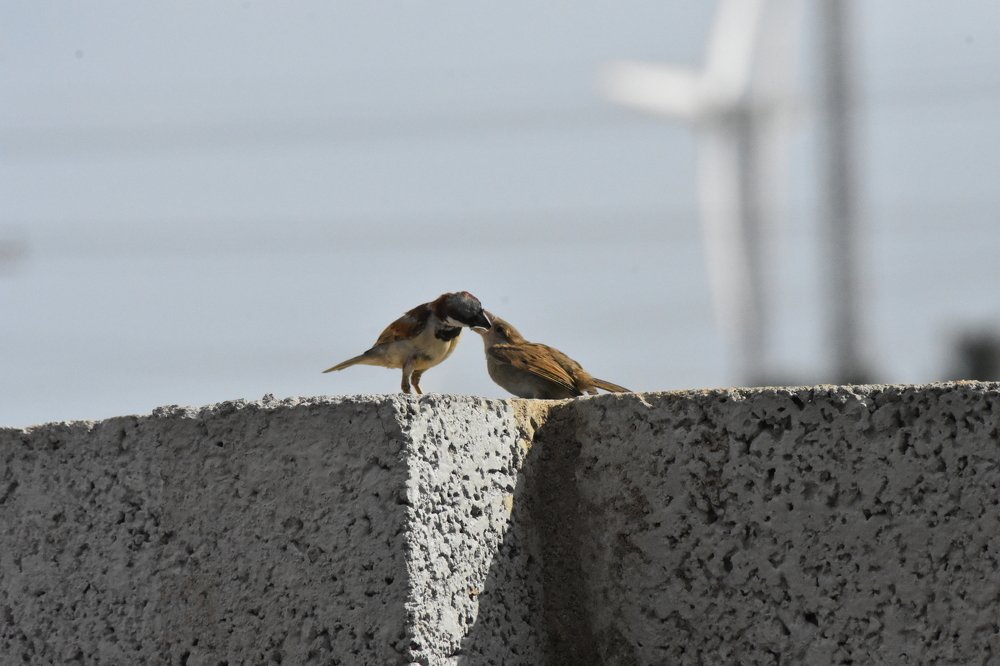 Photograph by IP Pillai