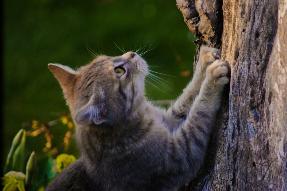 Photograph by Sreten Vitezović