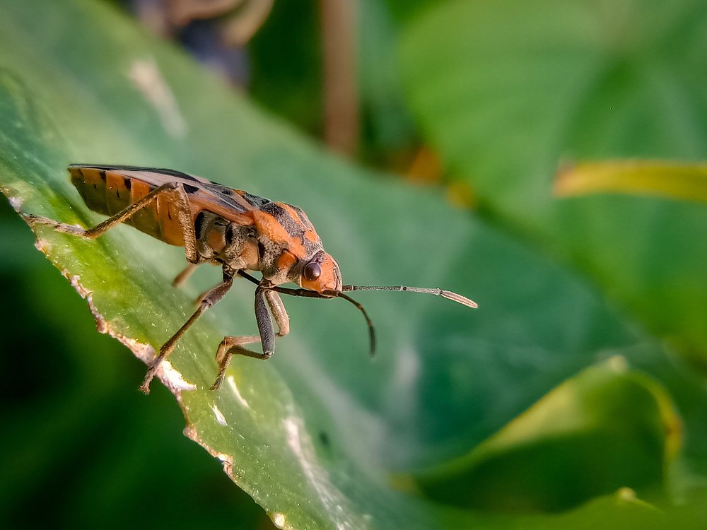 Photograph by Arpita Banik