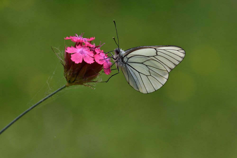 Photograph by SALIM SAFA KOKSAL