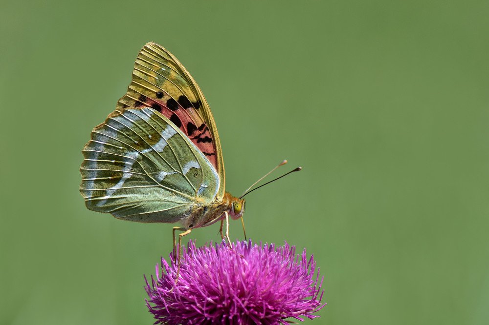 Photograph by SALIM SAFA KOKSAL