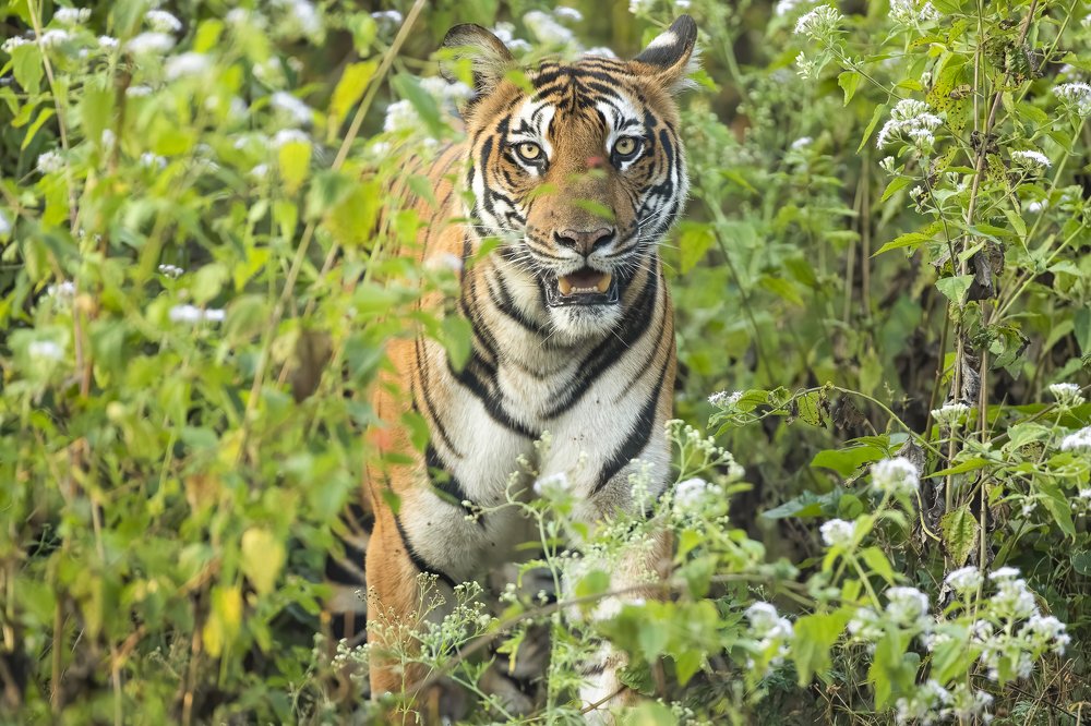 Фотография автора Subi Sridharan