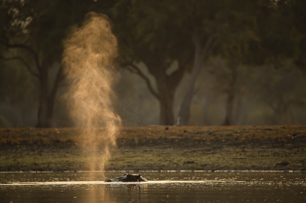 Фотография автора Subi Sridharan