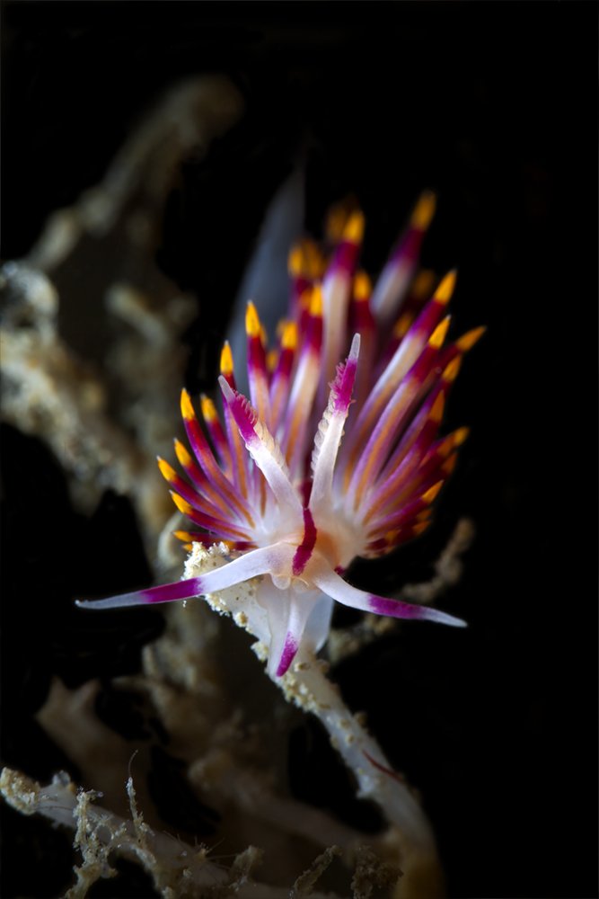 Photograph by Юрий Перевозников