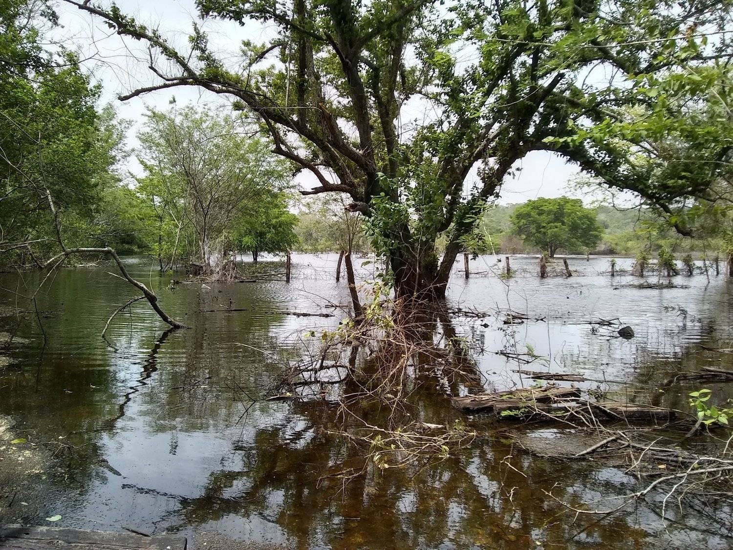 Área de bajo