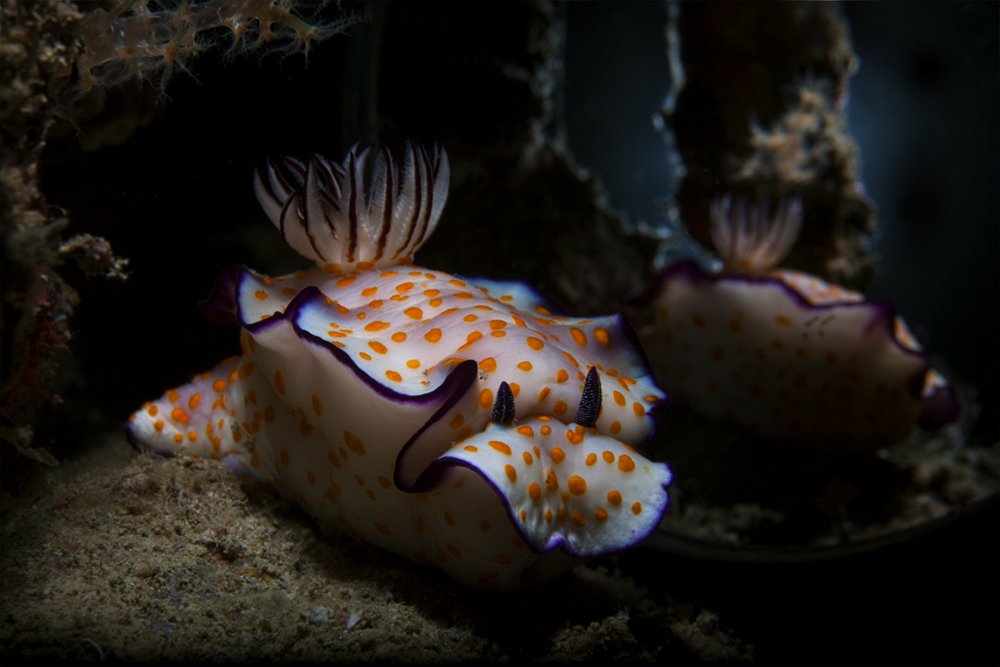 Photograph by Юрий Перевозников