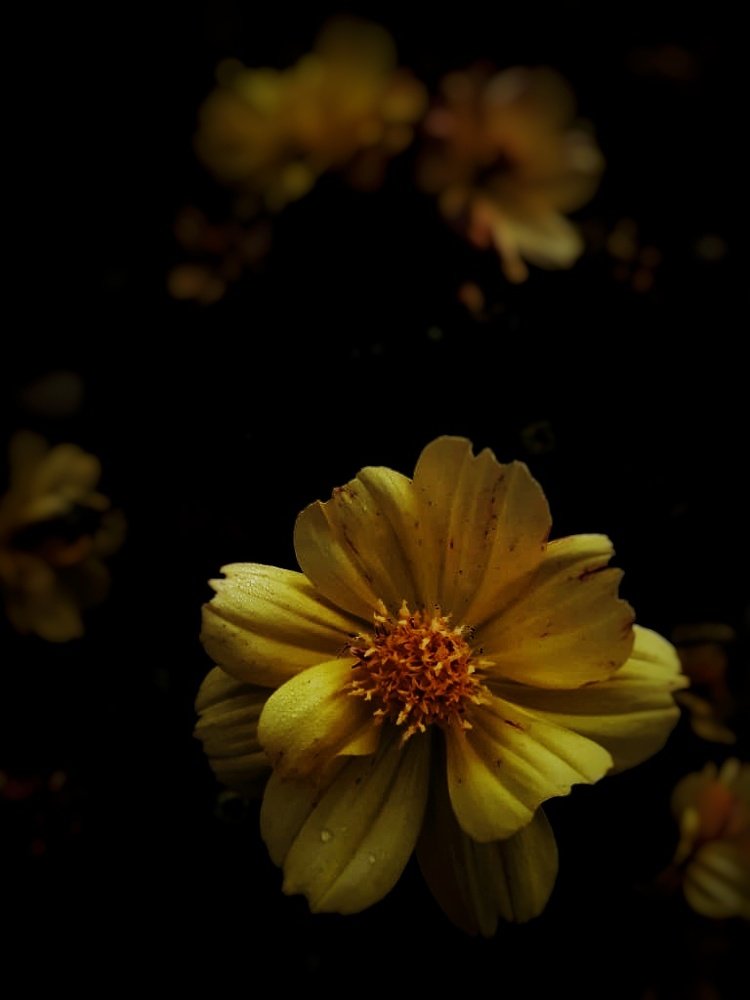 Photograph by Rain