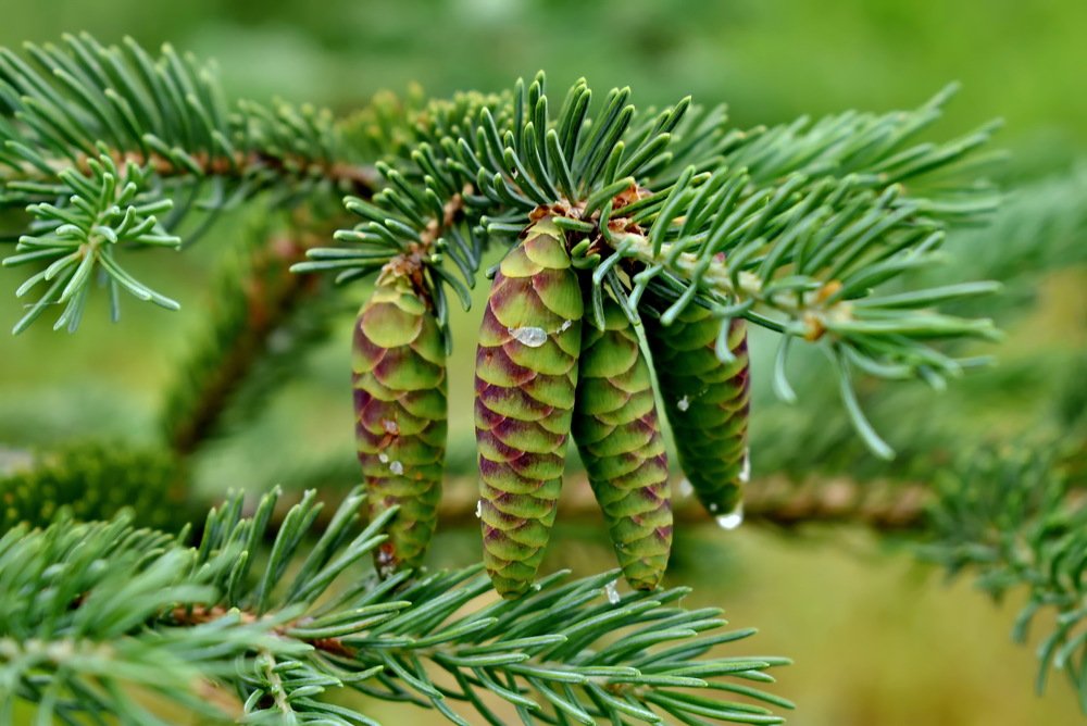 Photograph by НИНА АВЕРЬЯНОВА