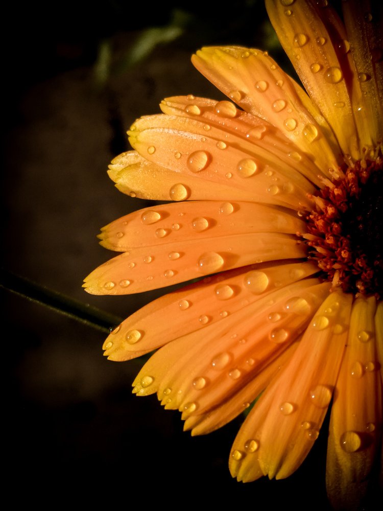 Photograph by Екатерина Романова