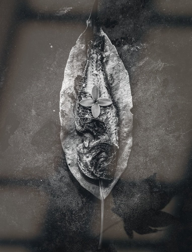 Postmortem of a fish.