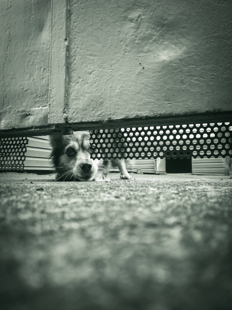 Несамоизоляция