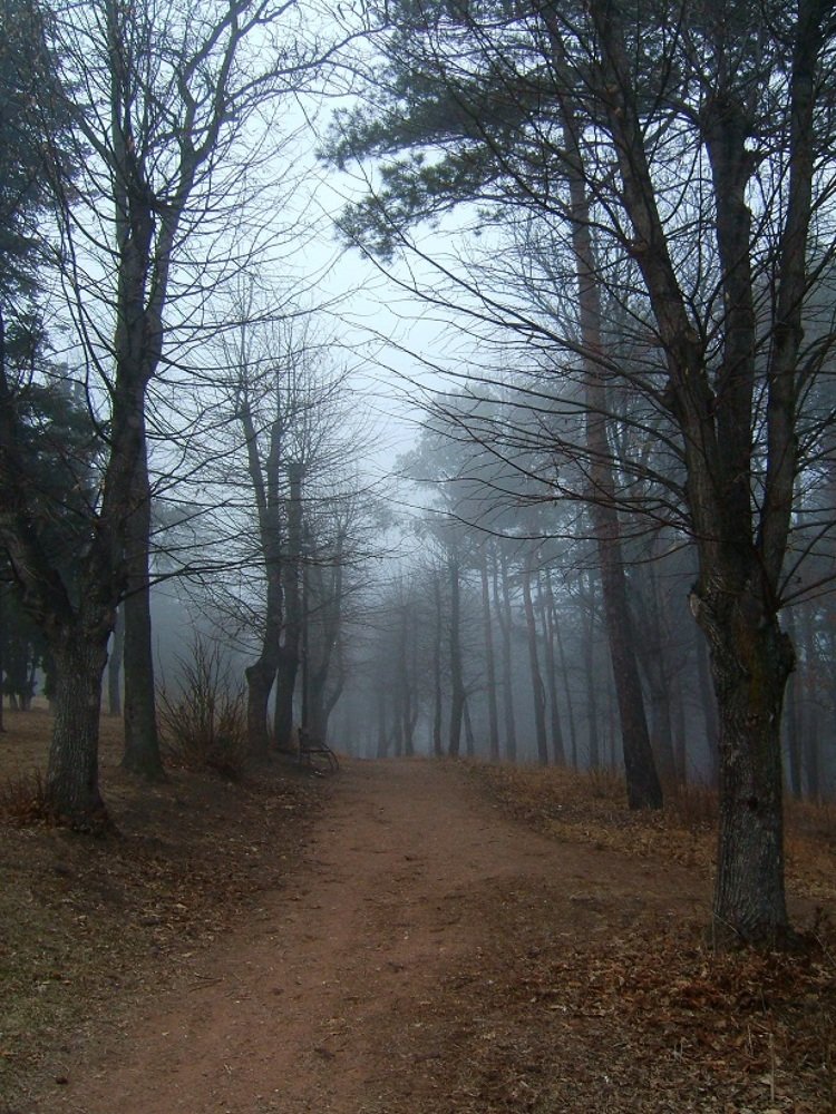 Photograph by Евгений Бригиневич - Снежин