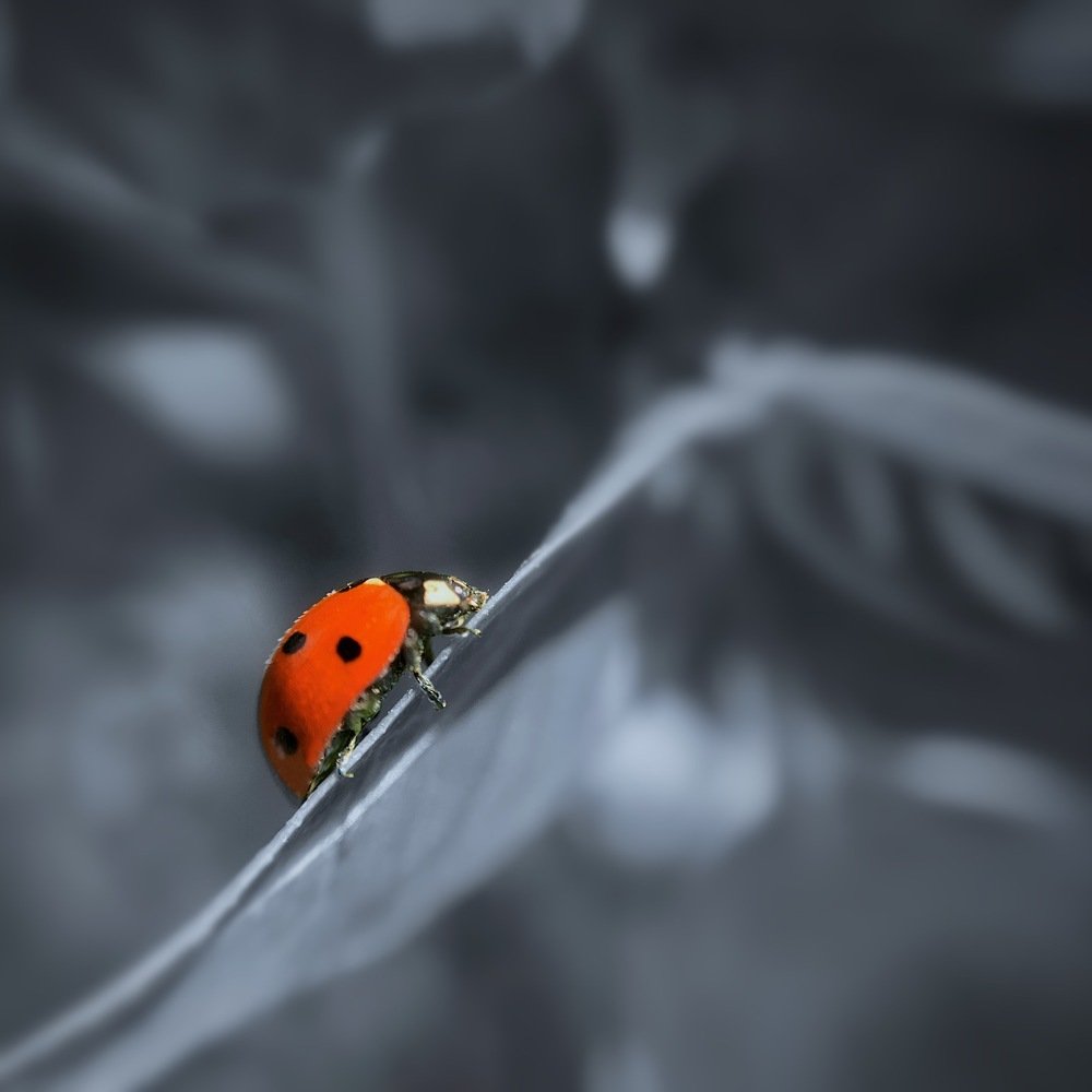 Photograph by Ирина Иливахина