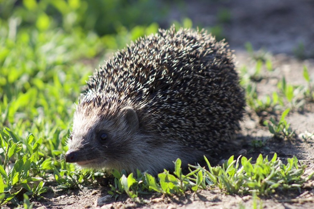 Photograph by Антон Кремер