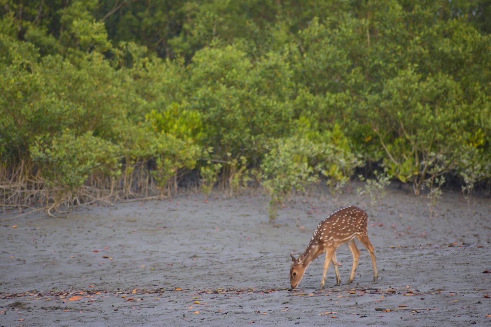 Photograph by Samanway Chatterjee