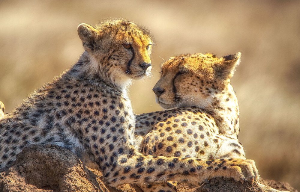 Photograph by Guy Krier