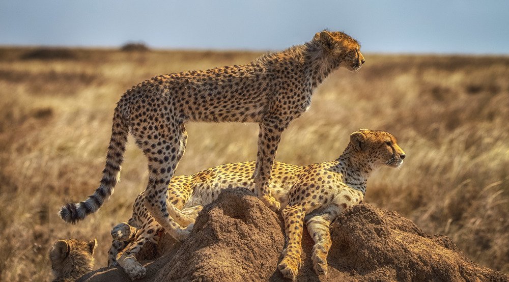 Photograph by Guy Krier