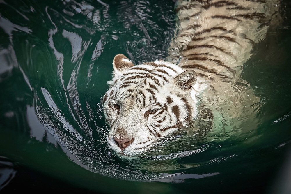 Photograph by Елена Цырюк