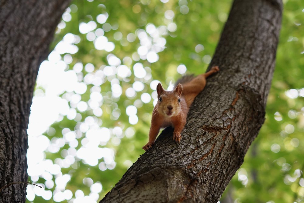 Photograph by Марина Варанкина