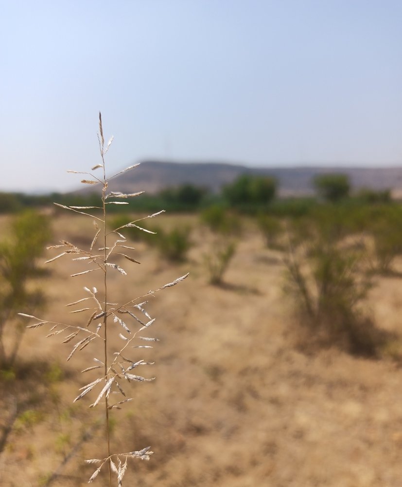 Photograph by Satyawan Narale