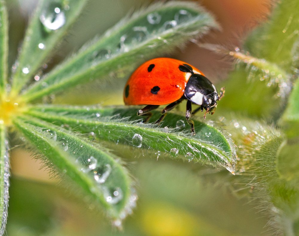 Фотография автора Сергей Середовой
