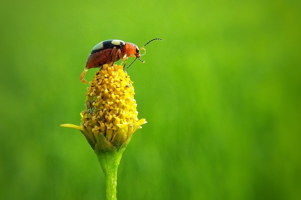 Leaf Beetle