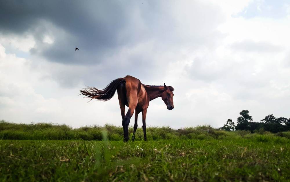 Life in the grasslands.