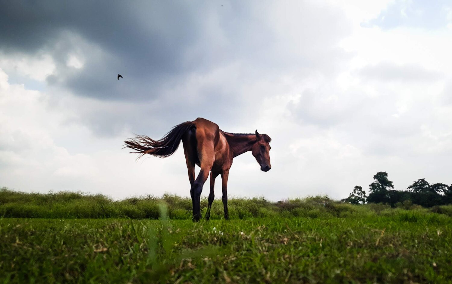 Life in the grasslands.