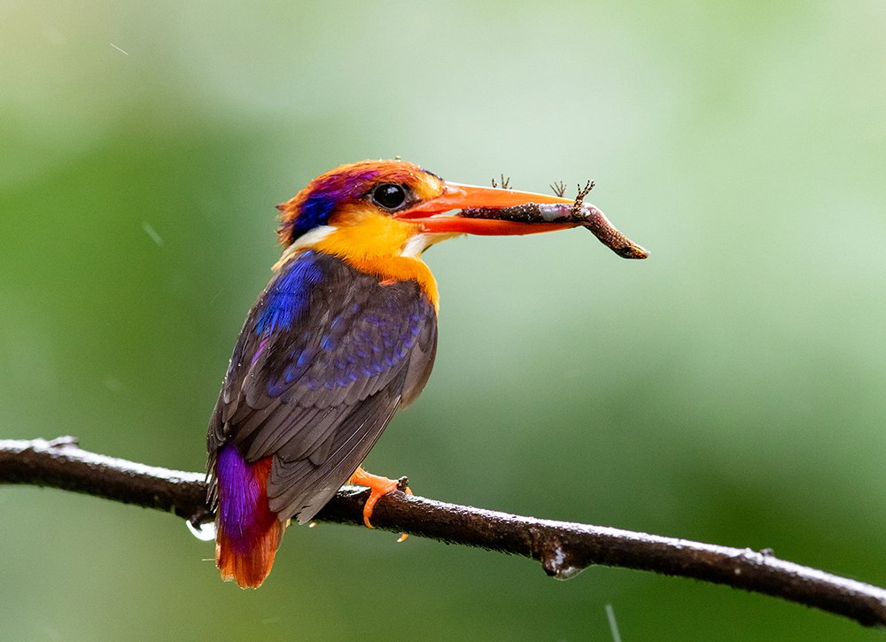 Photograph by Deviprasad Rao