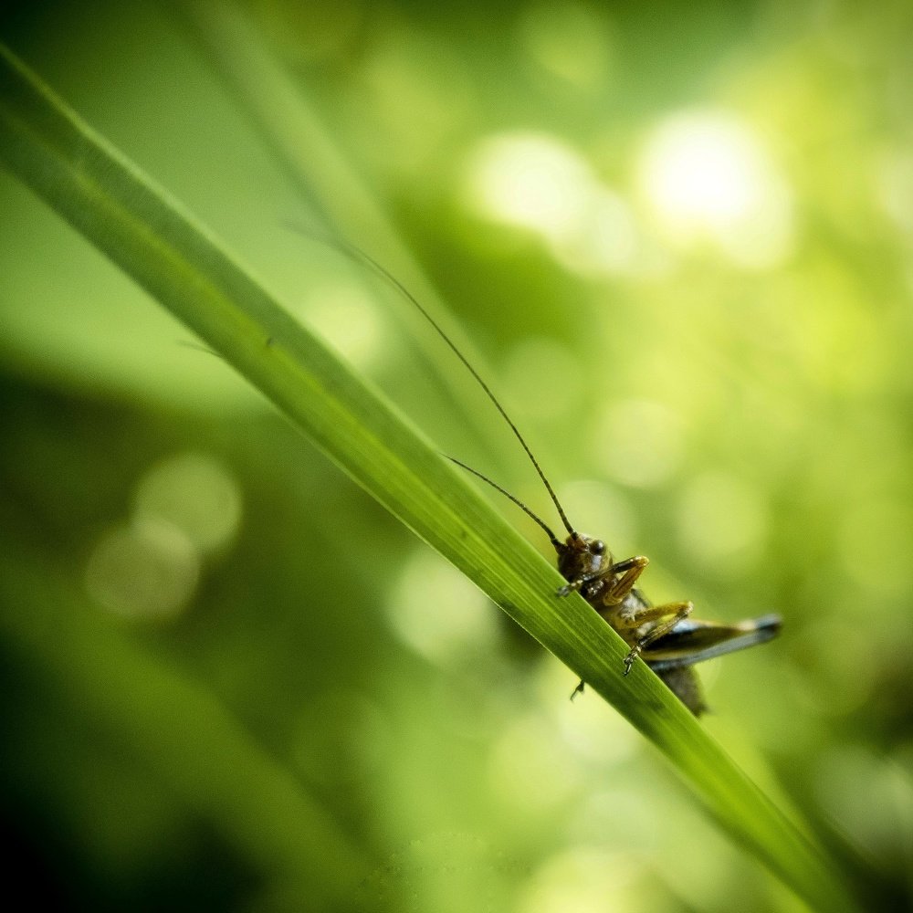 Кузнечик смотрящий в небо